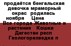 продаётся бенгальская девочка(мраморный окрас).родилась 5ноября, › Цена ­ 8 000 - Все города Животные и растения » Кошки   . Дагестан респ.,Геологоразведка п.